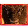 Buffalo