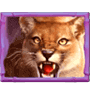 Mountain lion